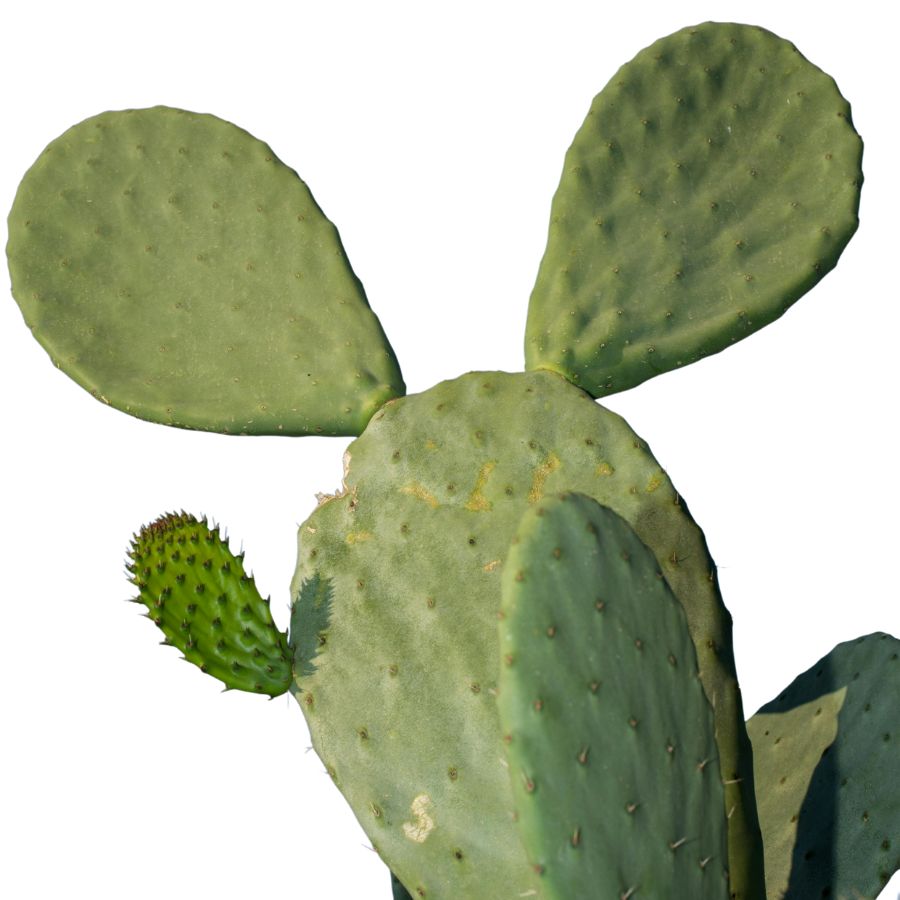 green prickly pear cactus