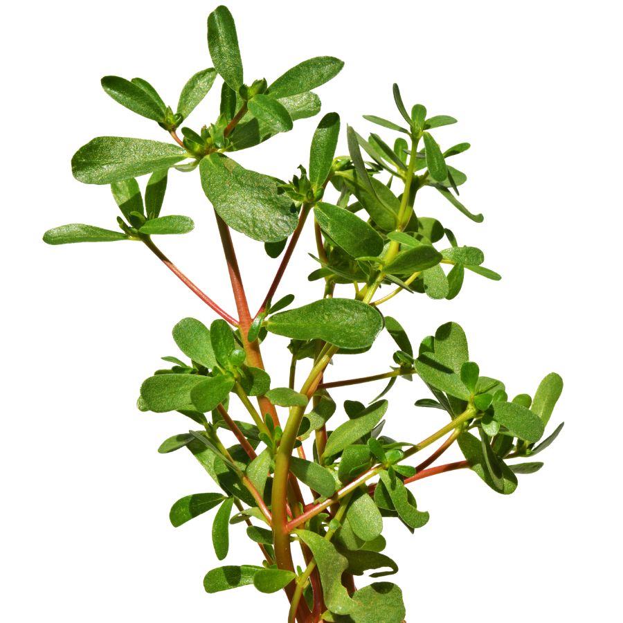 green purslane plant
