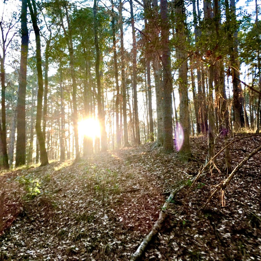 sunlight shining through trees in a forest