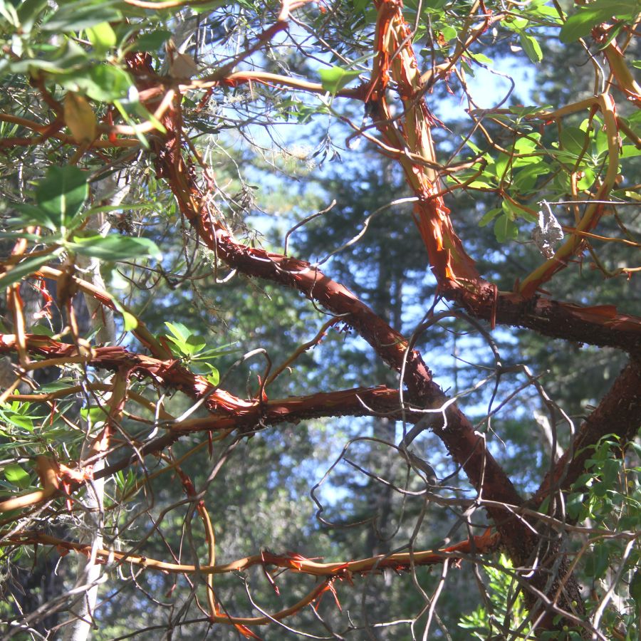 tree branches and leaves