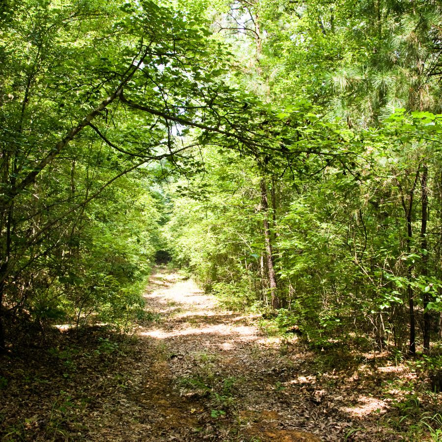 trail in a forest