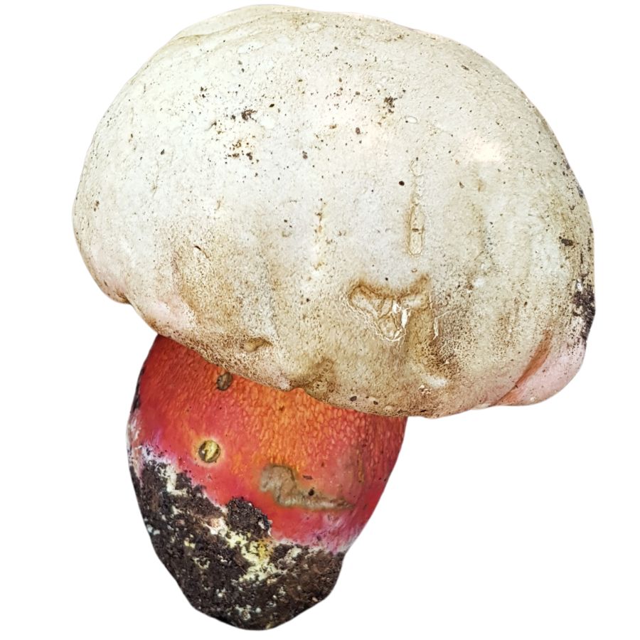 satan's bolete mushroom with a white cap and red stem