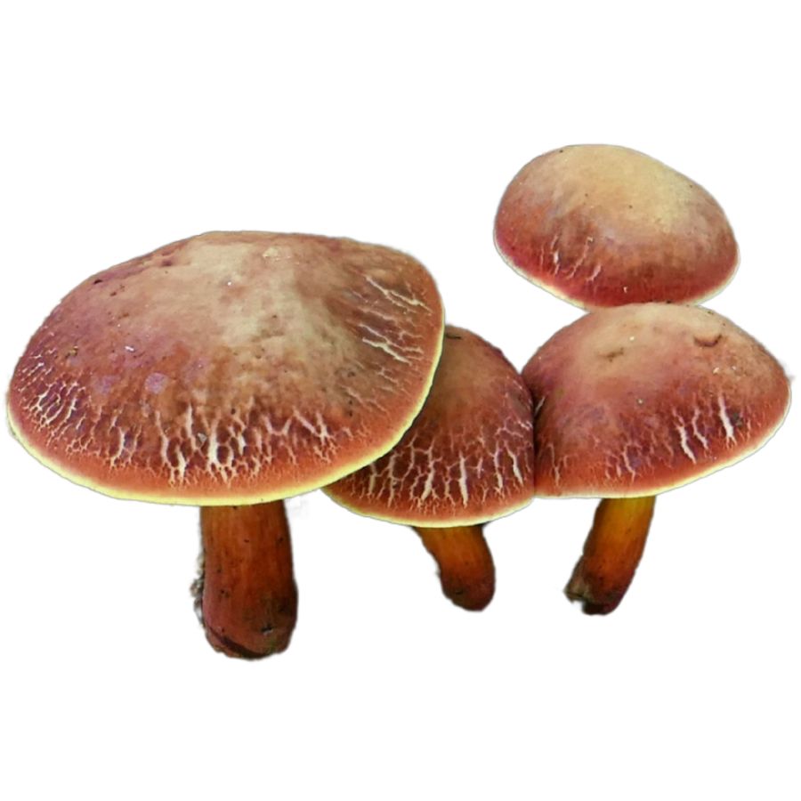 several red sensitive bolete mushrooms