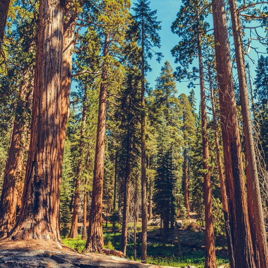 sequoia tree forest