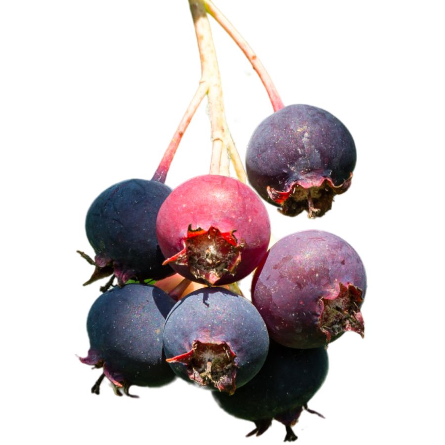 several serviceberries on stems