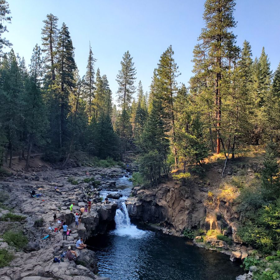 creek lined by trees in a forest