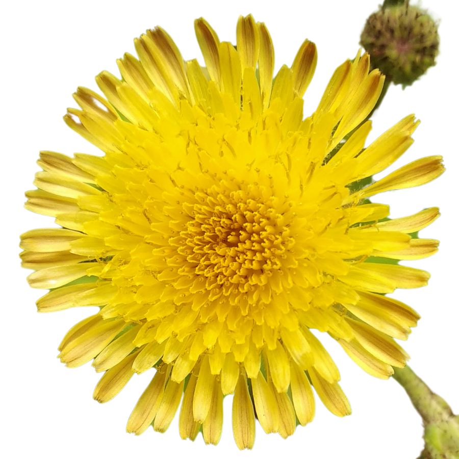 yellow sow thistle flower