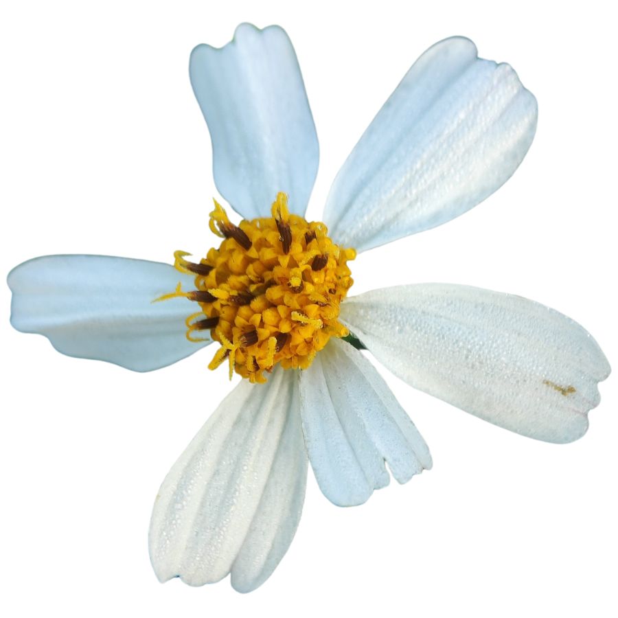 white Spanish needle flower