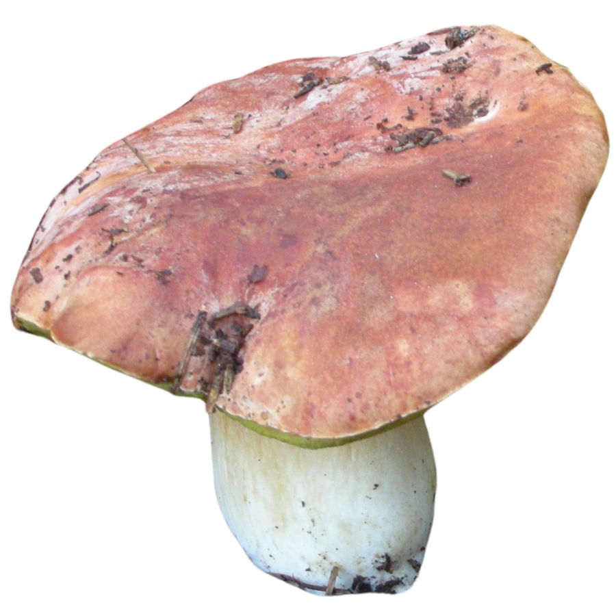 spring king bolete with white stem