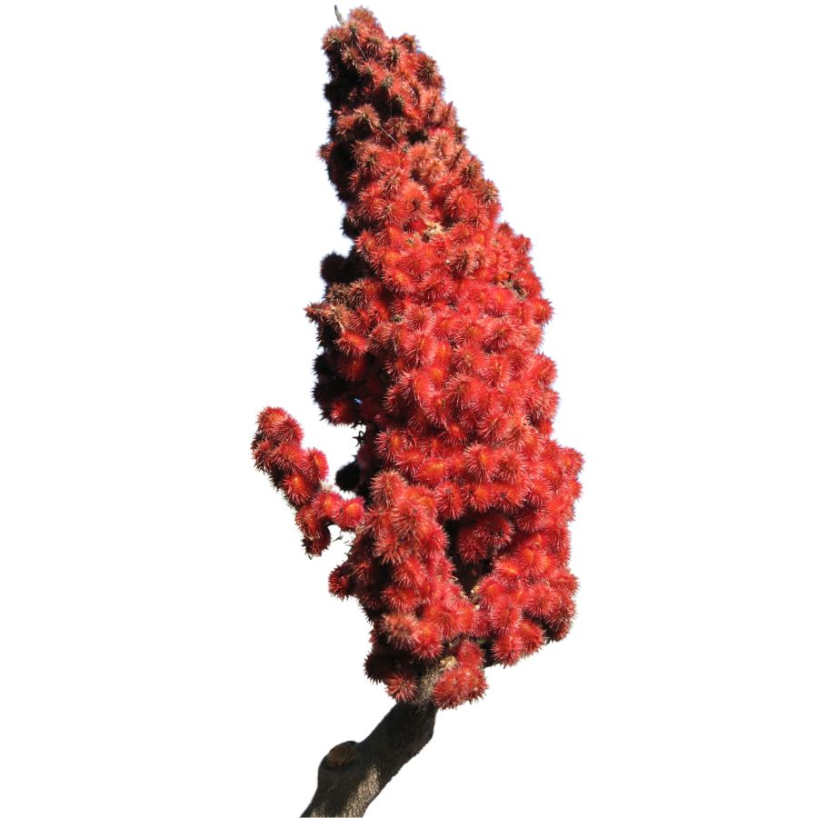 red sumac fruit