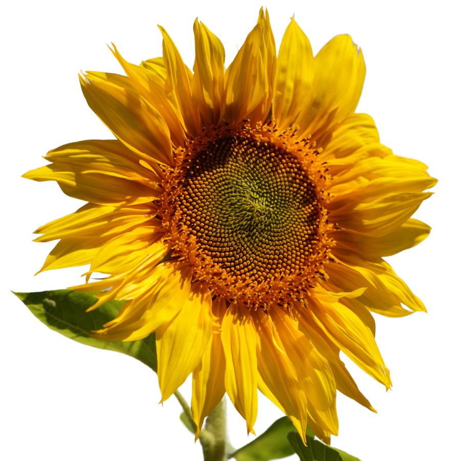 yellow sunflower head