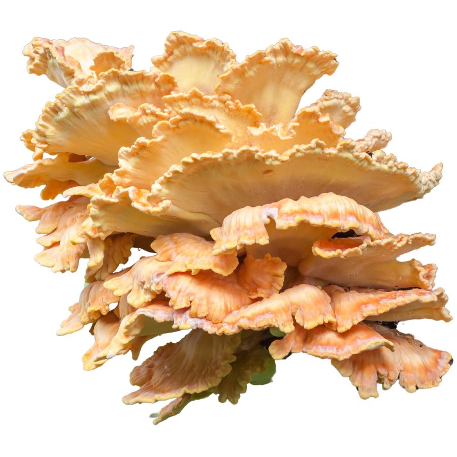 several chicken of the woods mushrooms clustered together