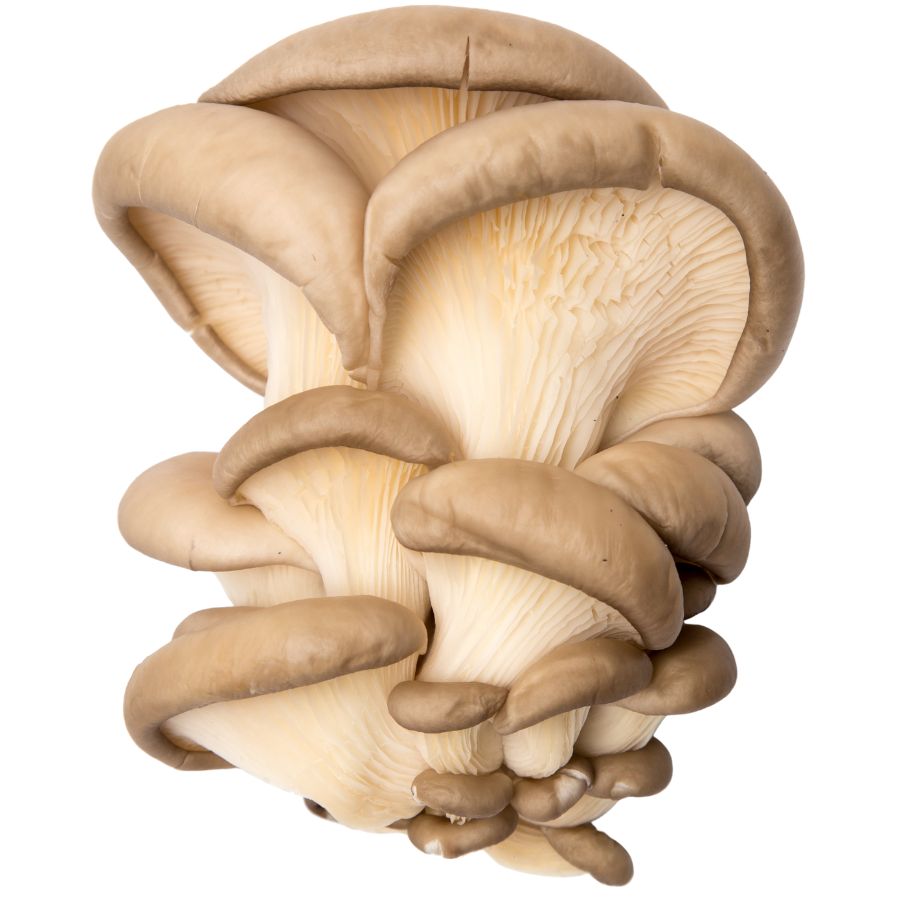 several oyster mushrooms in a cluster