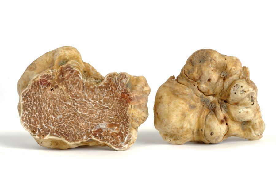 white truffle