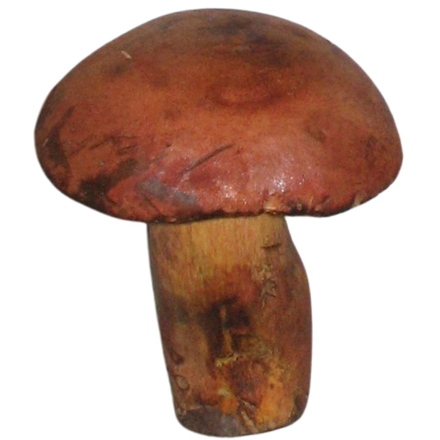 reddish two-color bolete mushroom