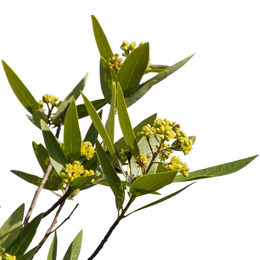 California bay laurel stalks with green leaves and yellow flowers
