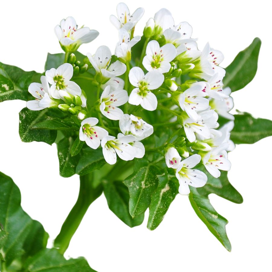 white watercress flowers