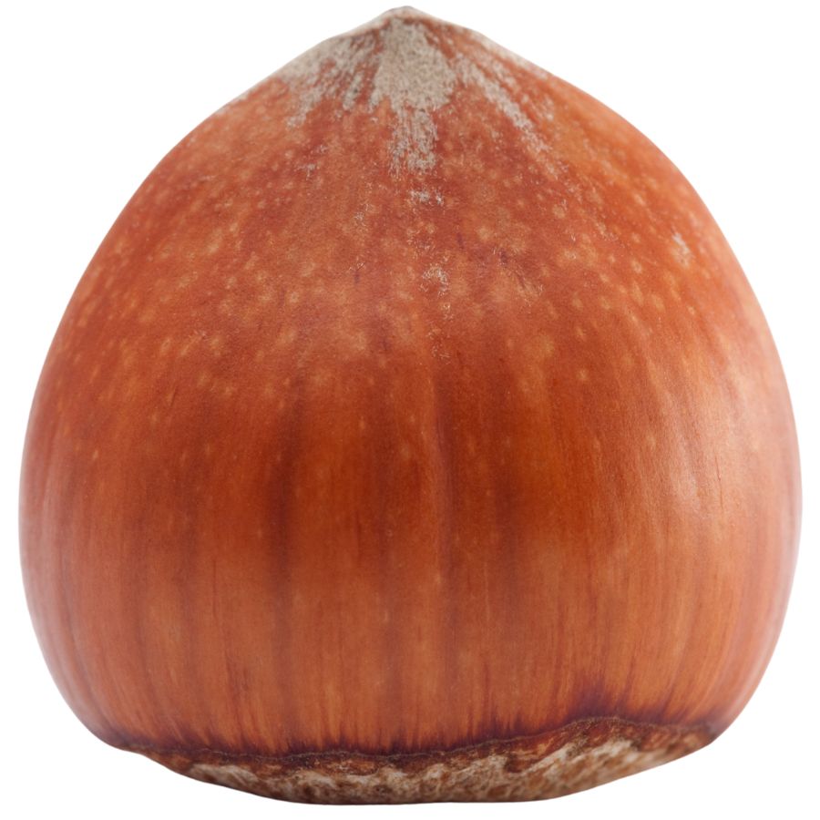 California/western hazelnut
