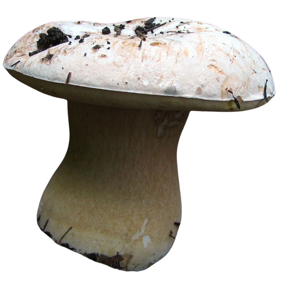 white king bolete mushroom
