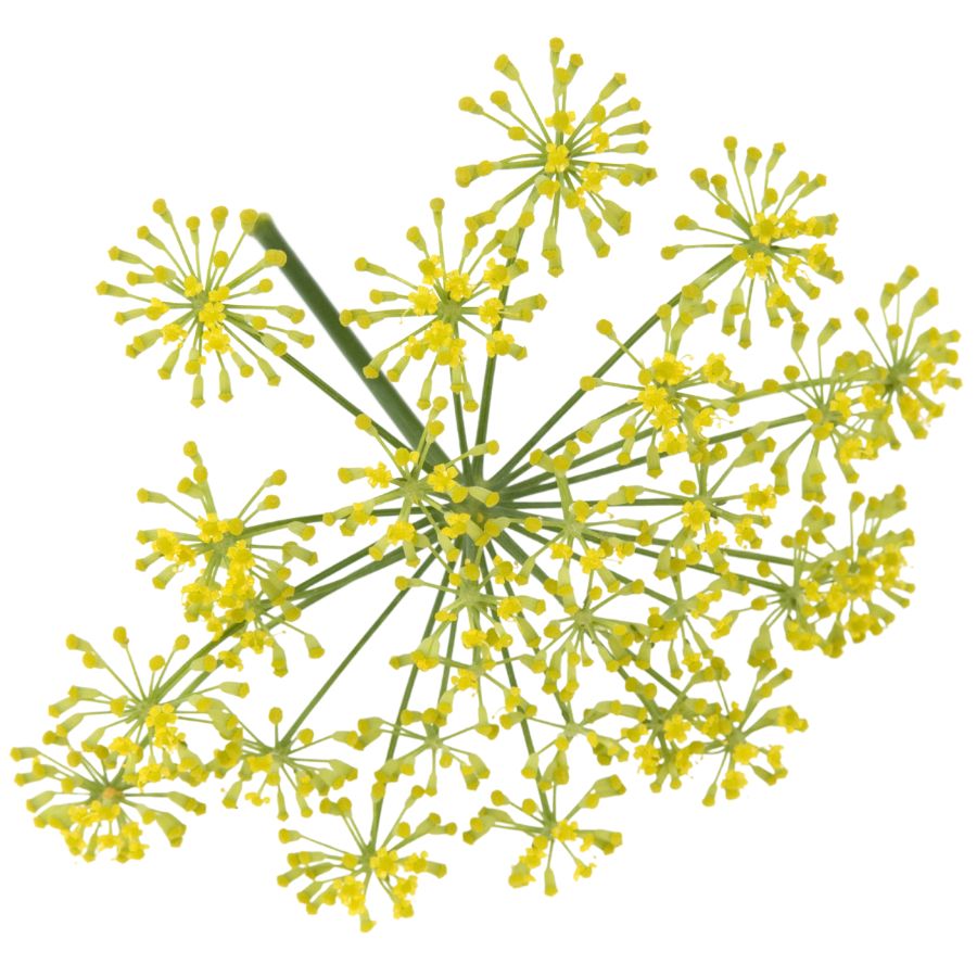 yellow wild fennel flowers