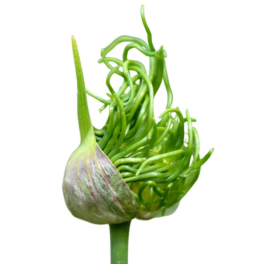 wild garlic bulb
