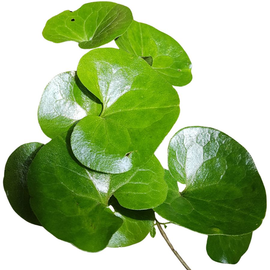 several green wild ginger leaves