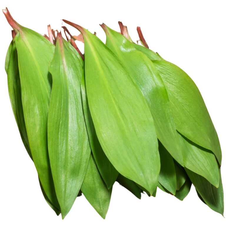 47 Stunning Edible Plants You Can Forage in Ohio in 2025