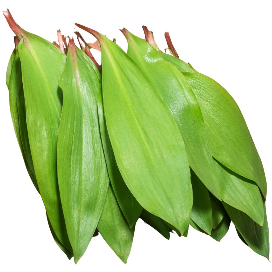 several wild leek (ramps) leaves