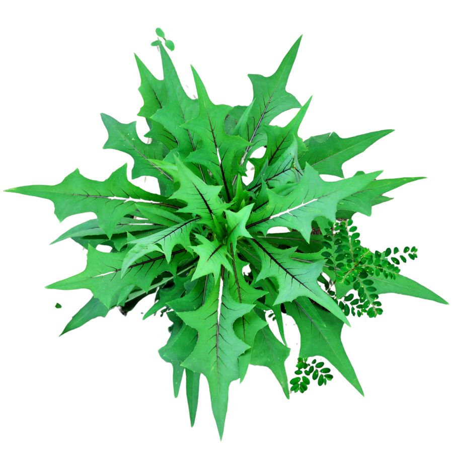 wild lettuce plant