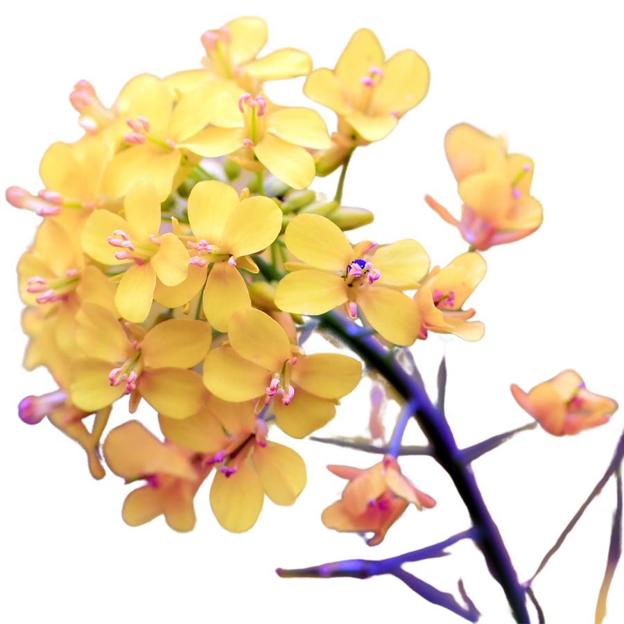 yellow wild mustard flowers