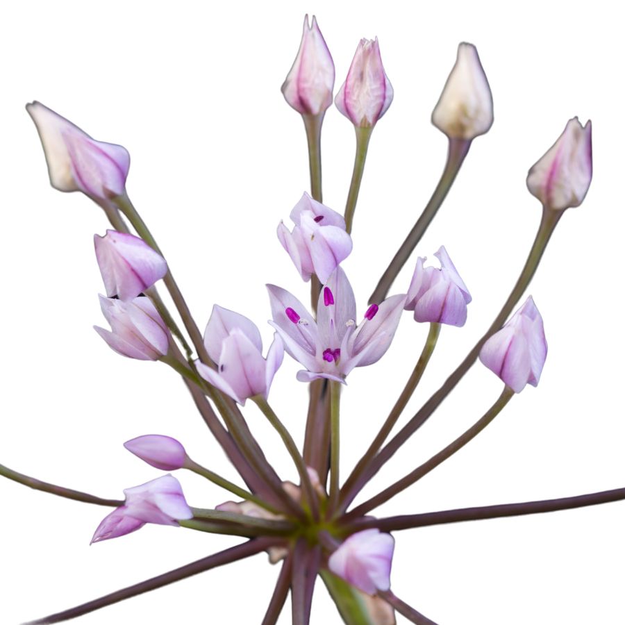 purple wild onion buds