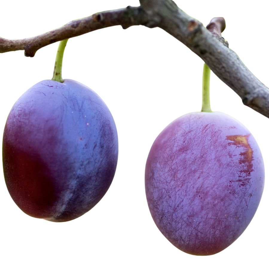 two purple wild plums