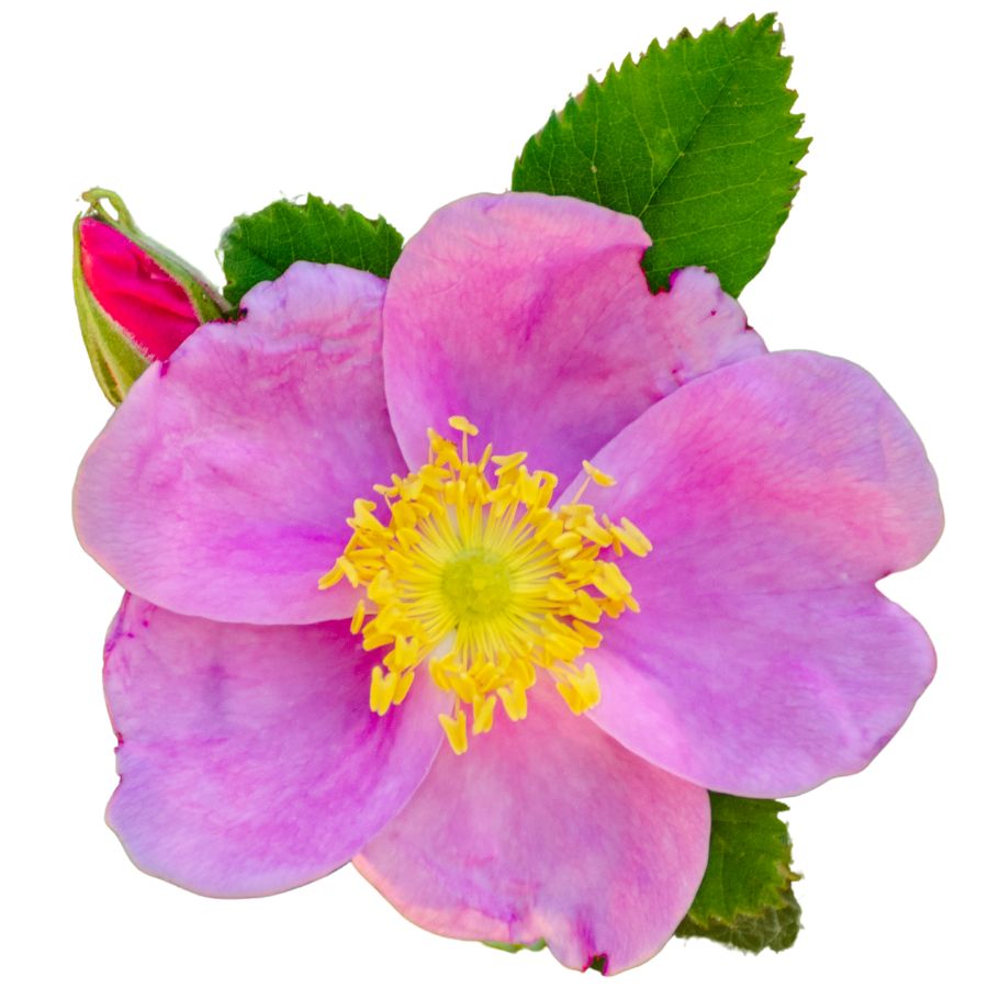 pink wild rose with green leaves