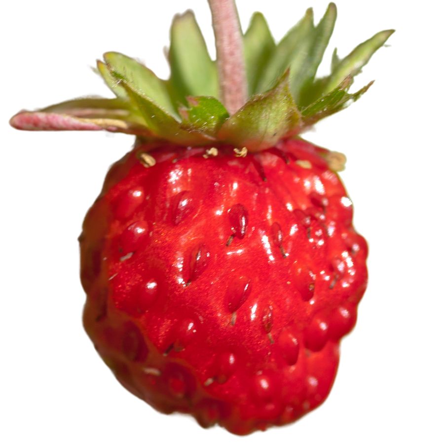 red wild strawberry
