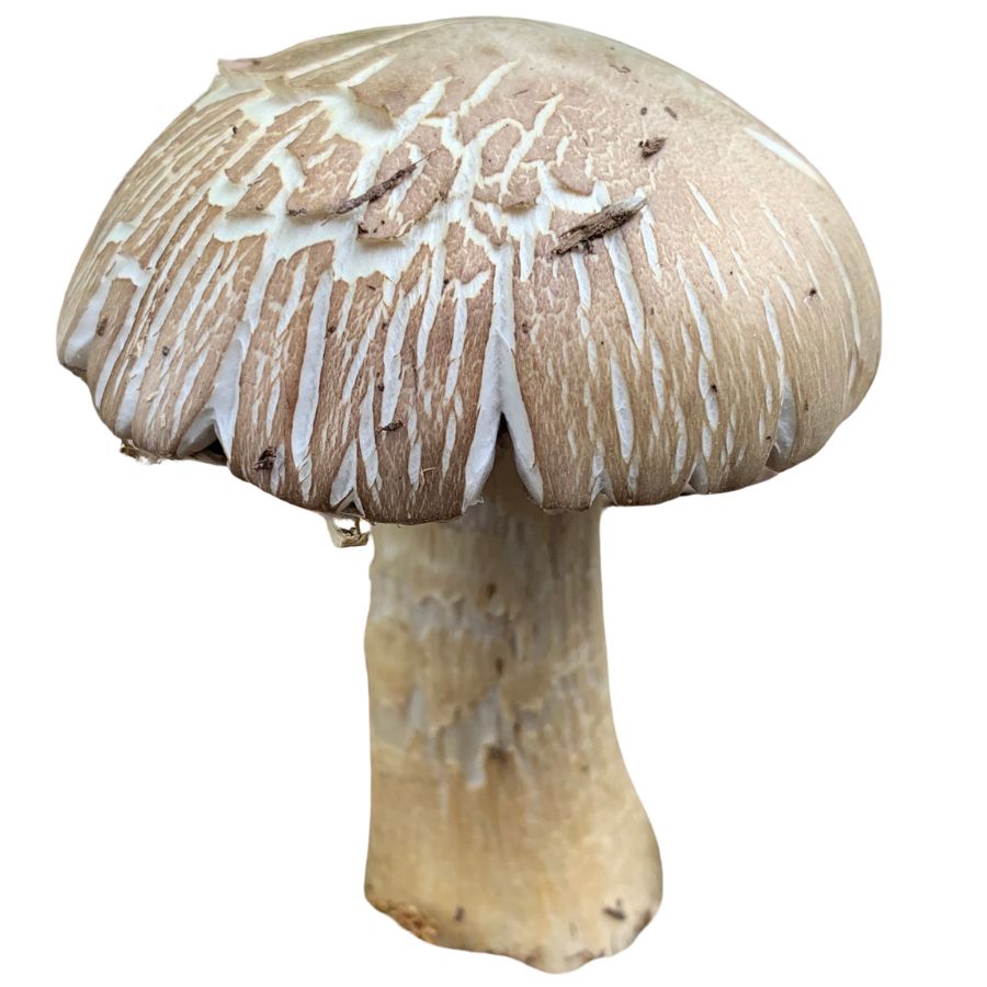 textured brown wine cap mushroom