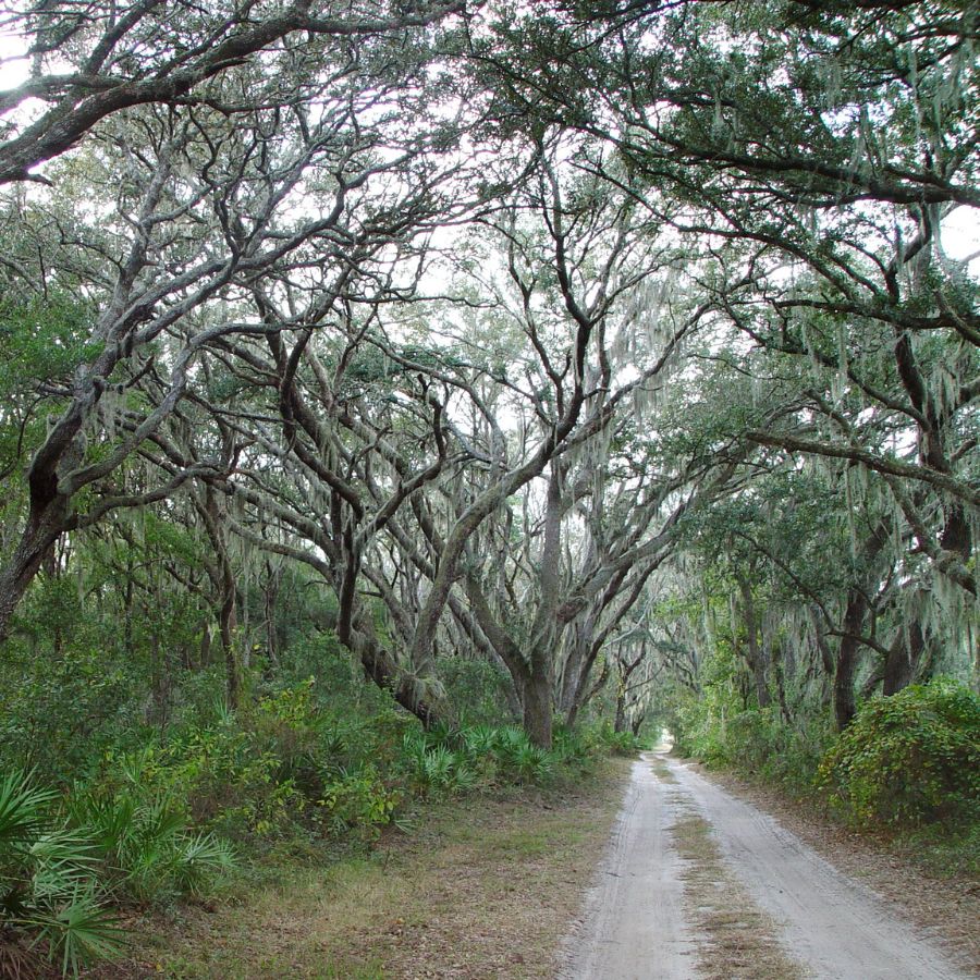 trail in a forest