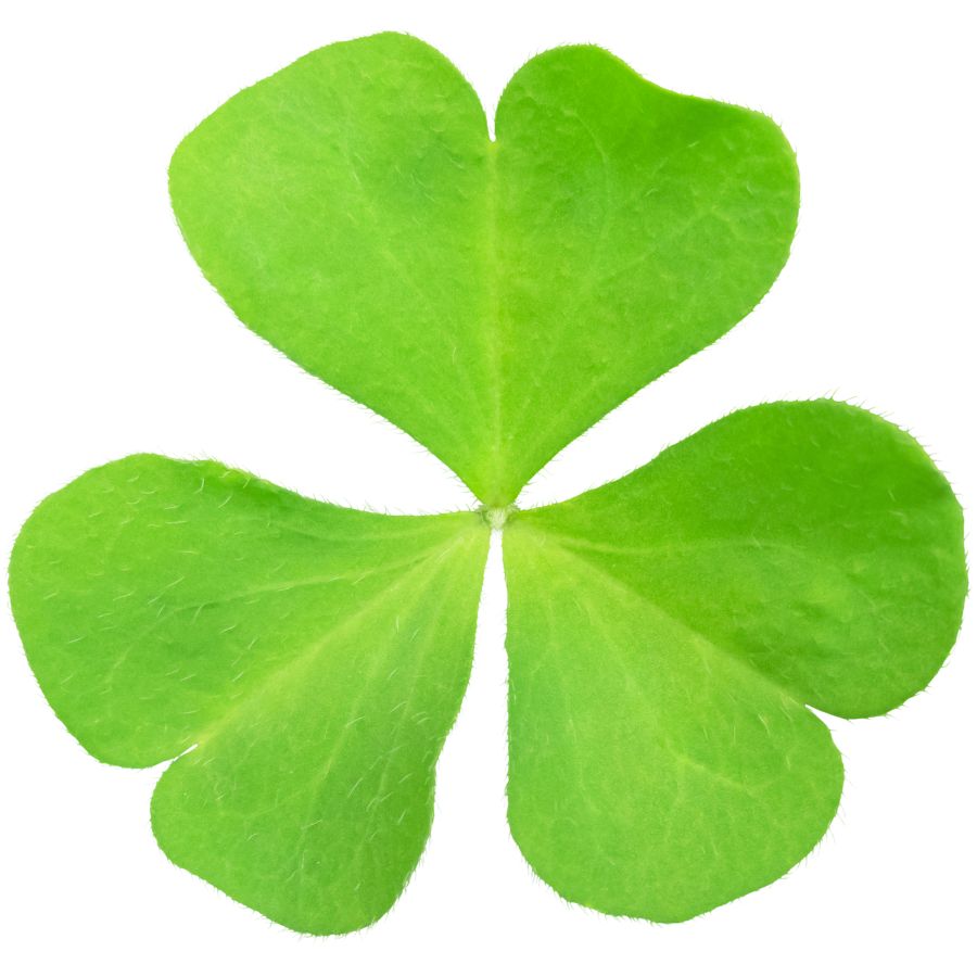 green wood sorrel leaf