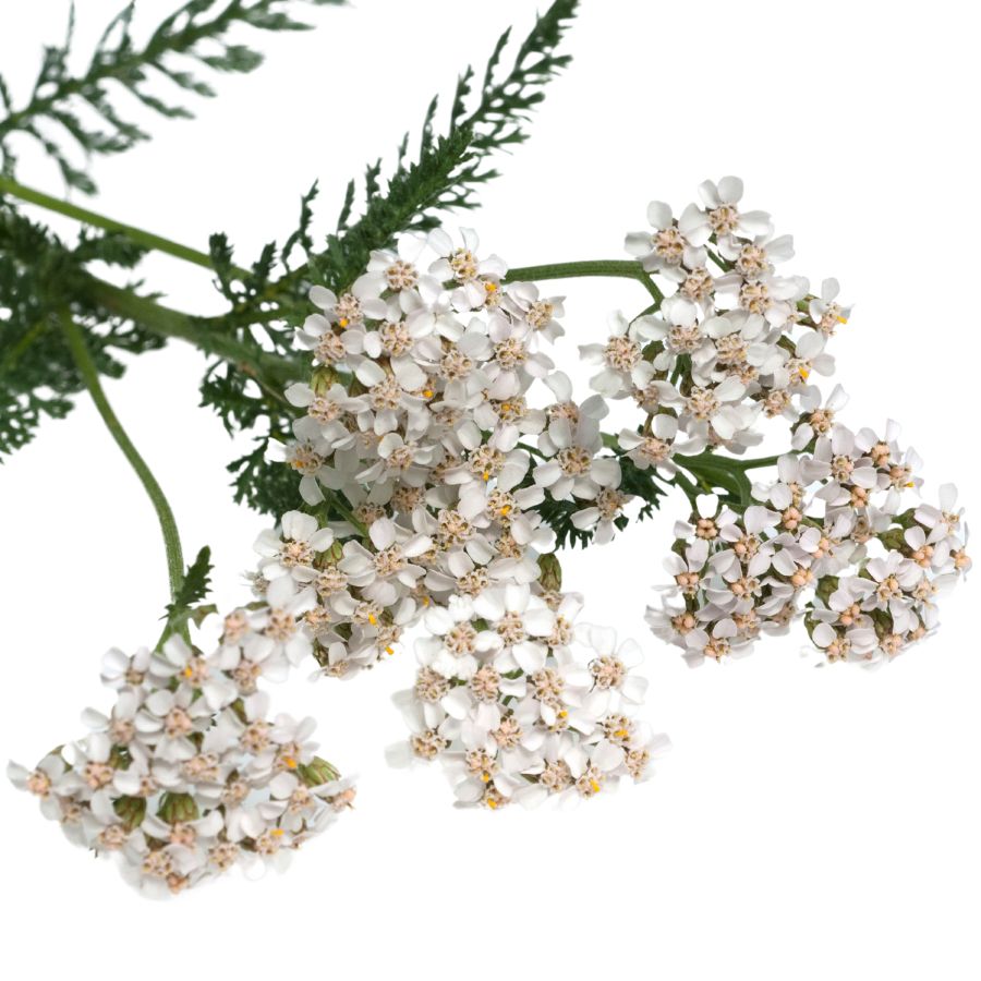 several white yarrow flowers
