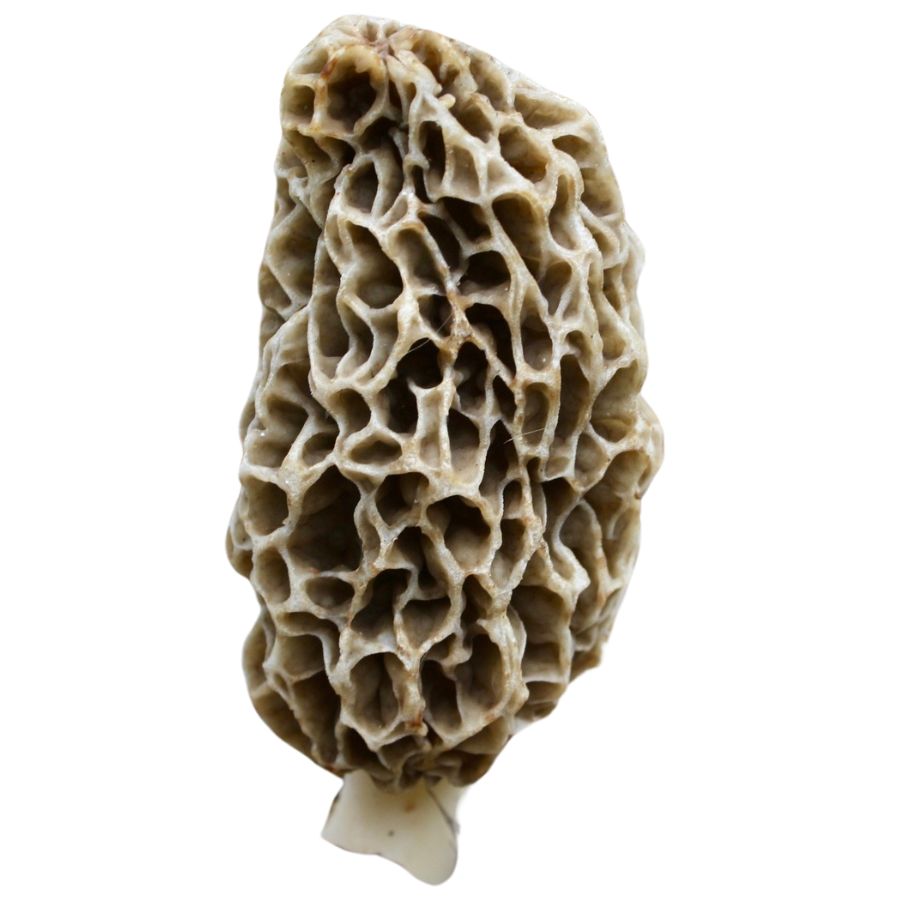 yellow morel mushroom