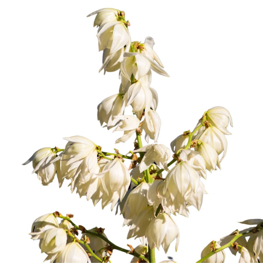 several white yucca flowers on stems