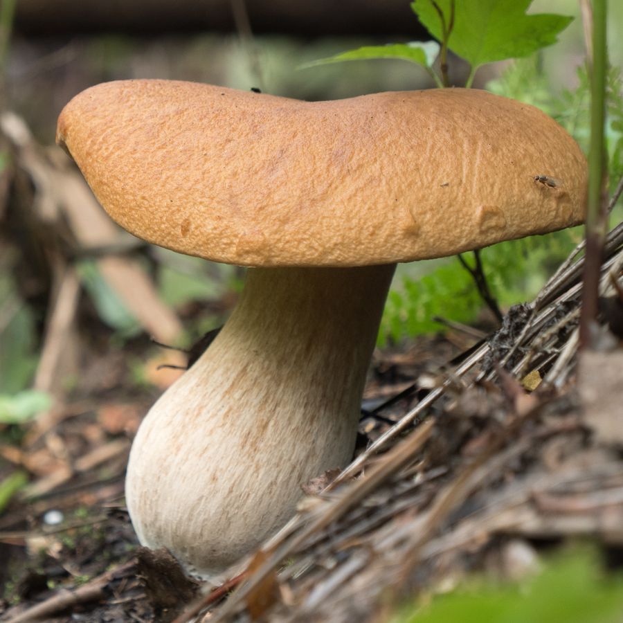 bolete mushroom in a forest
