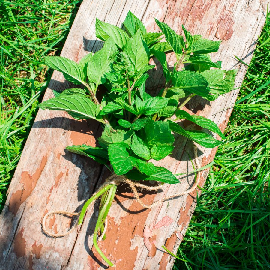 mint tied up in a bundle