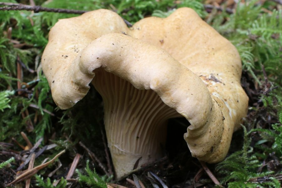 pacific golden chanterelle mushroom