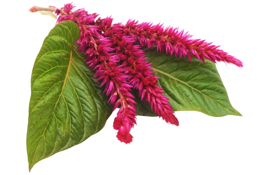 amaranth leaves and pink seed pods