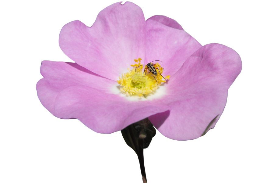 pink wild rose