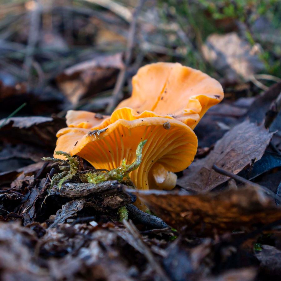 two chanterelle mushrooms growing among leaf litter