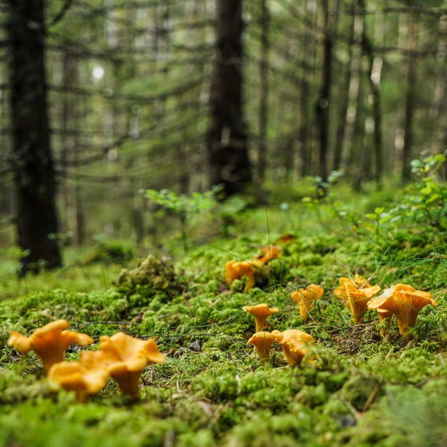 chanterelle mushrooms growing on the forest floor