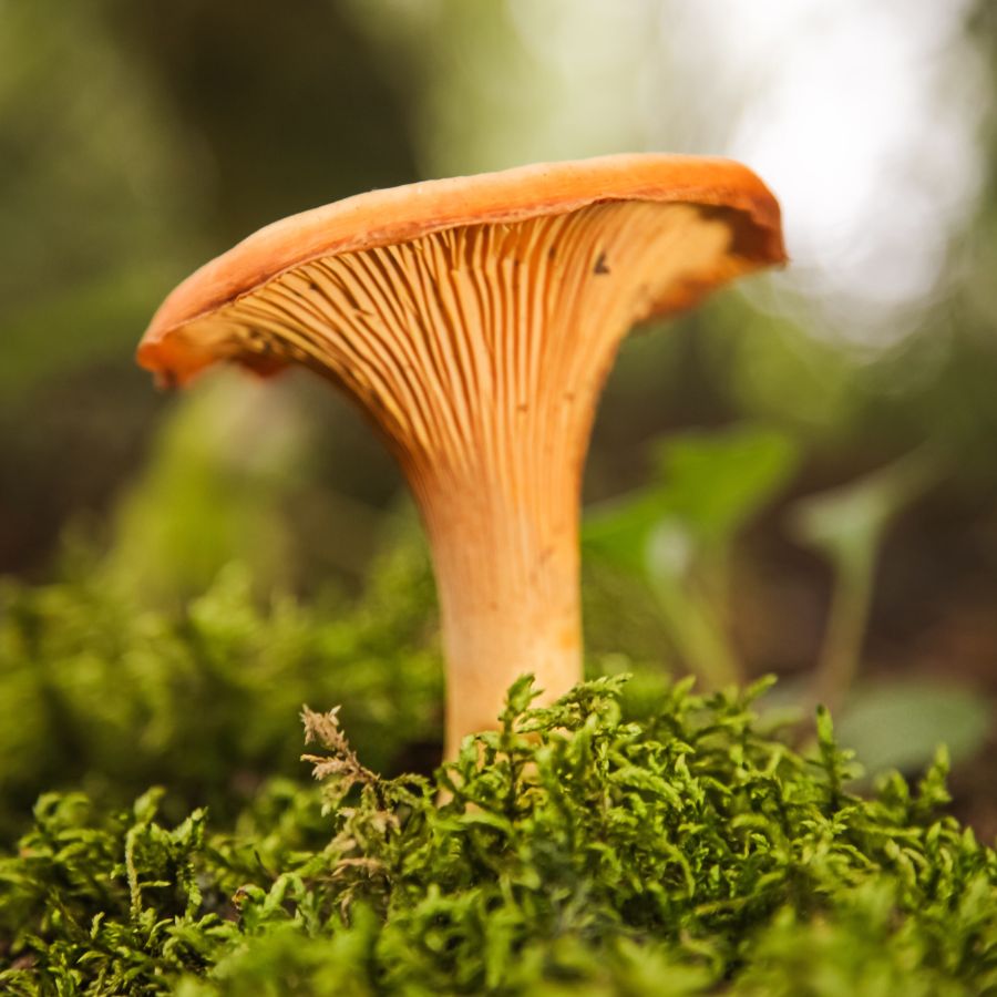 chanterelle mushroom growing on moss