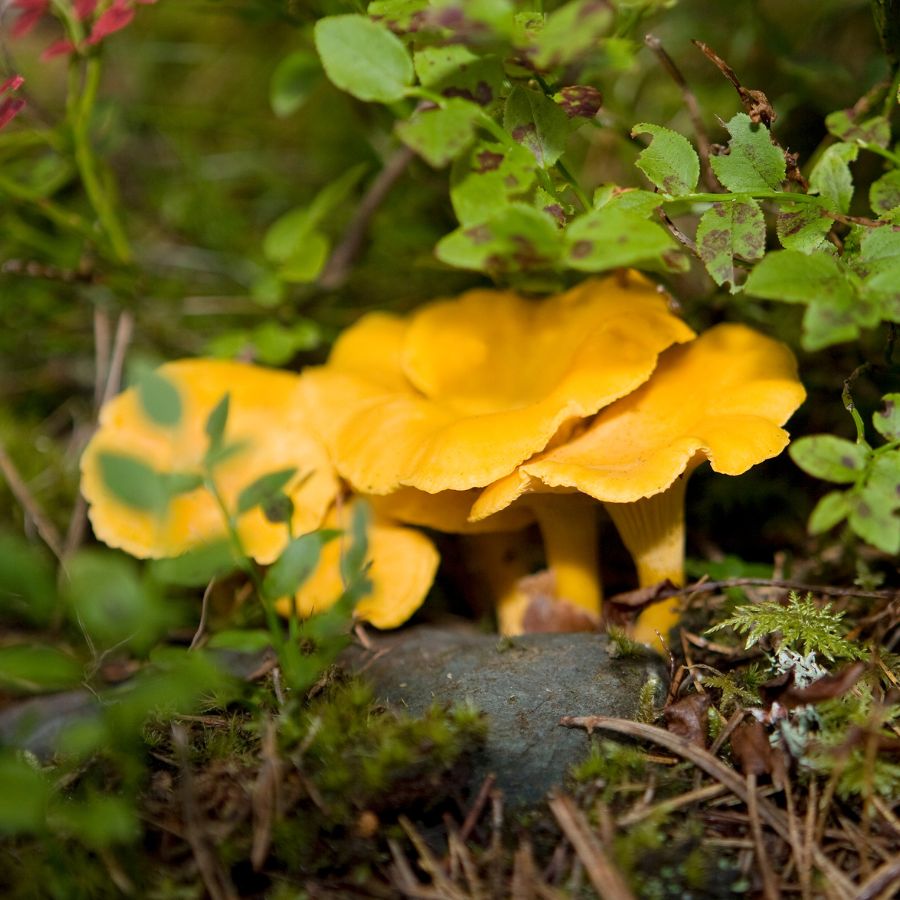 three chanterelle mushrooms growing in a forest