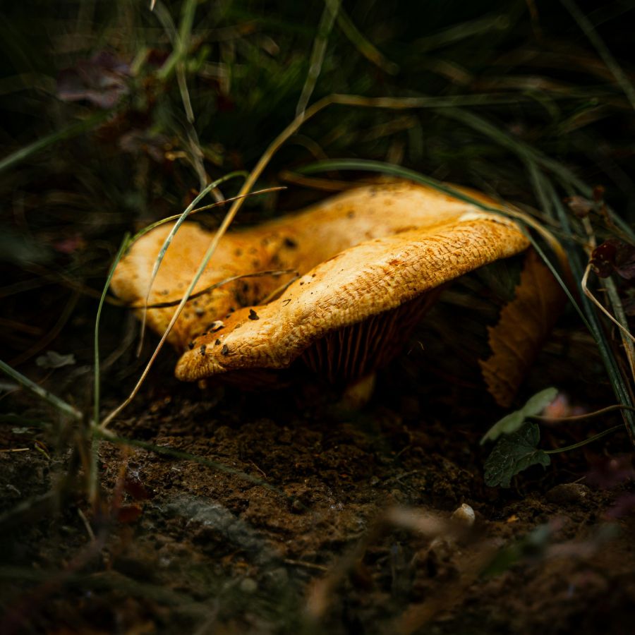 chanterelle mushrooms growing on loamy soil